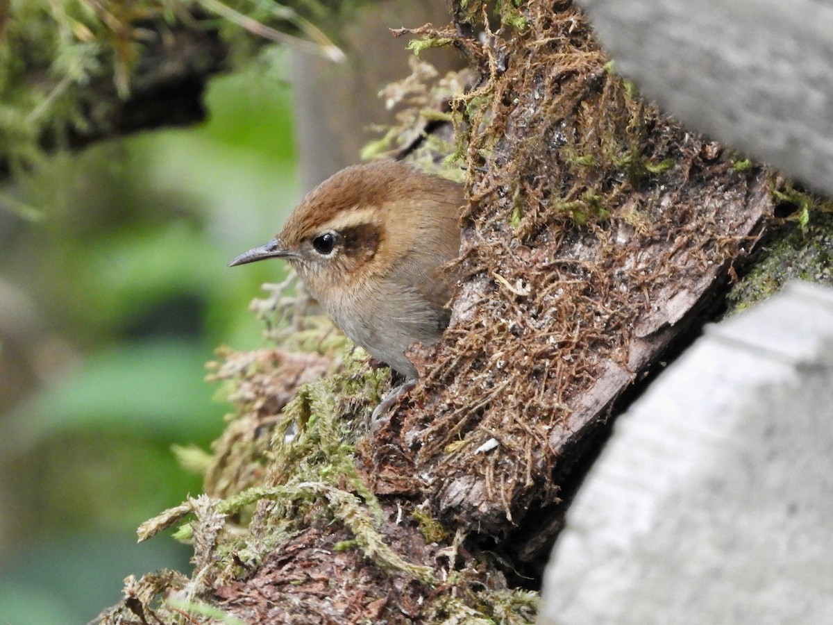 Mountain Wren - ML646563440