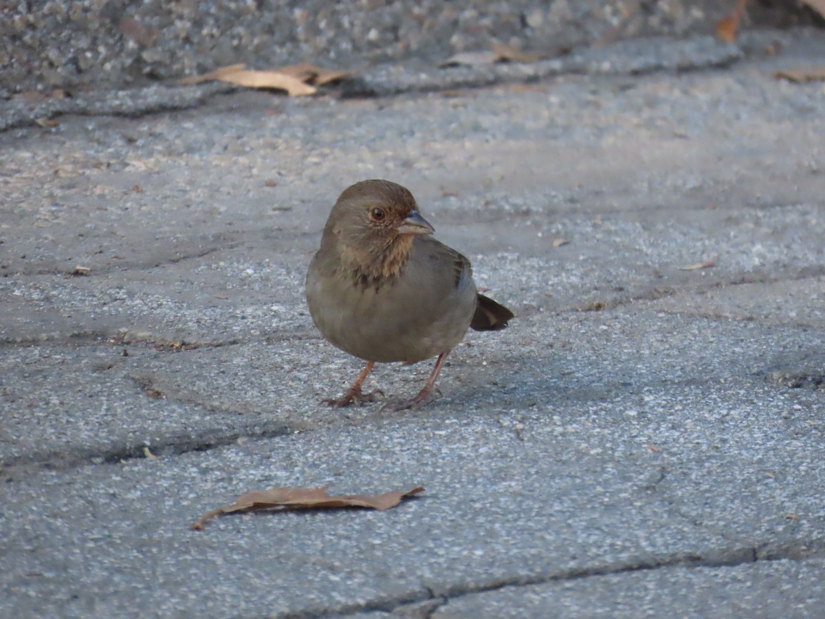 Kaliforniya Tovisi - ML646563446