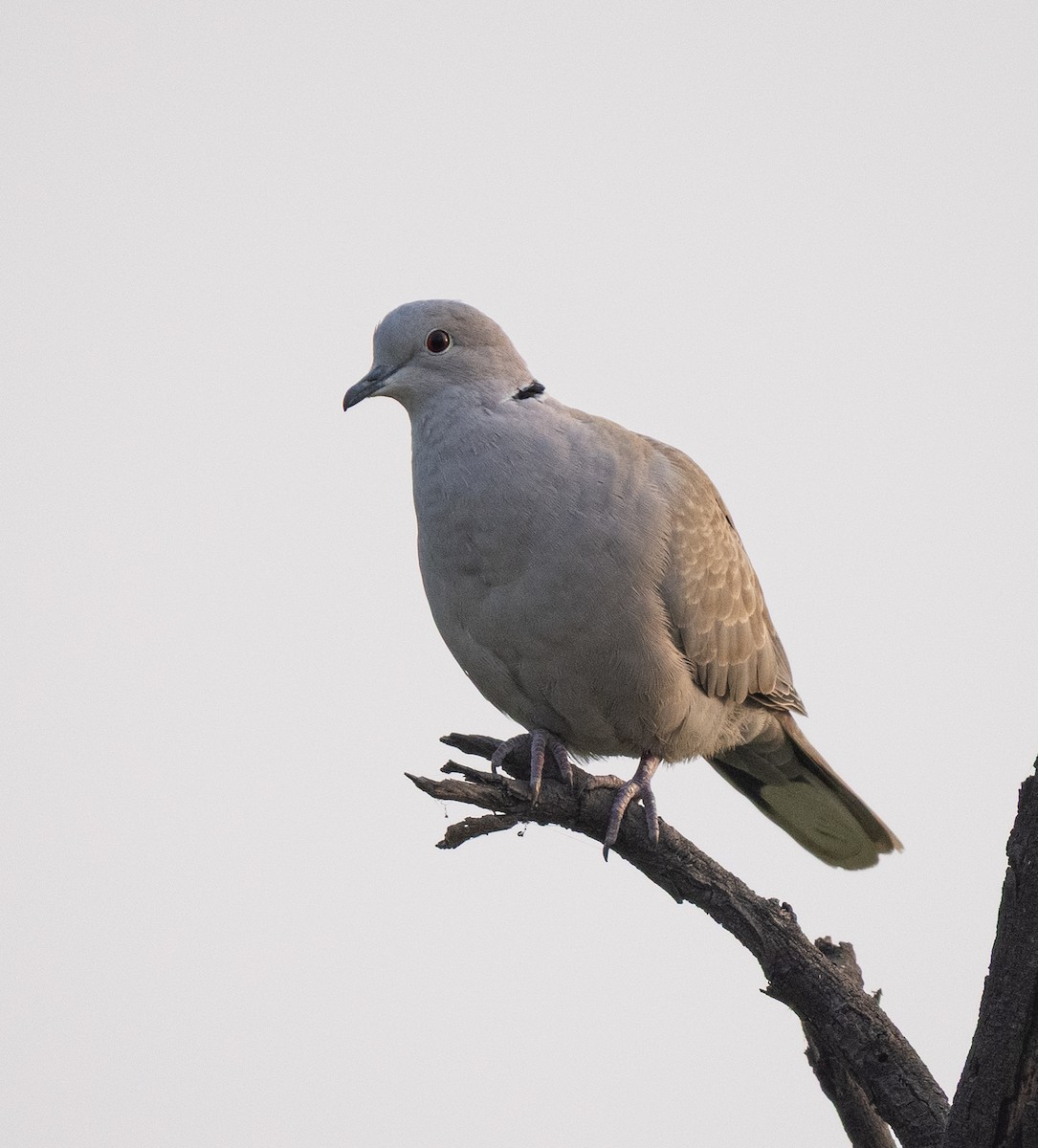 hrdlička zahradní - ML646563450