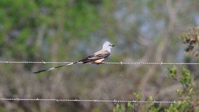 Длиннохвостый тиранн - ML646563453