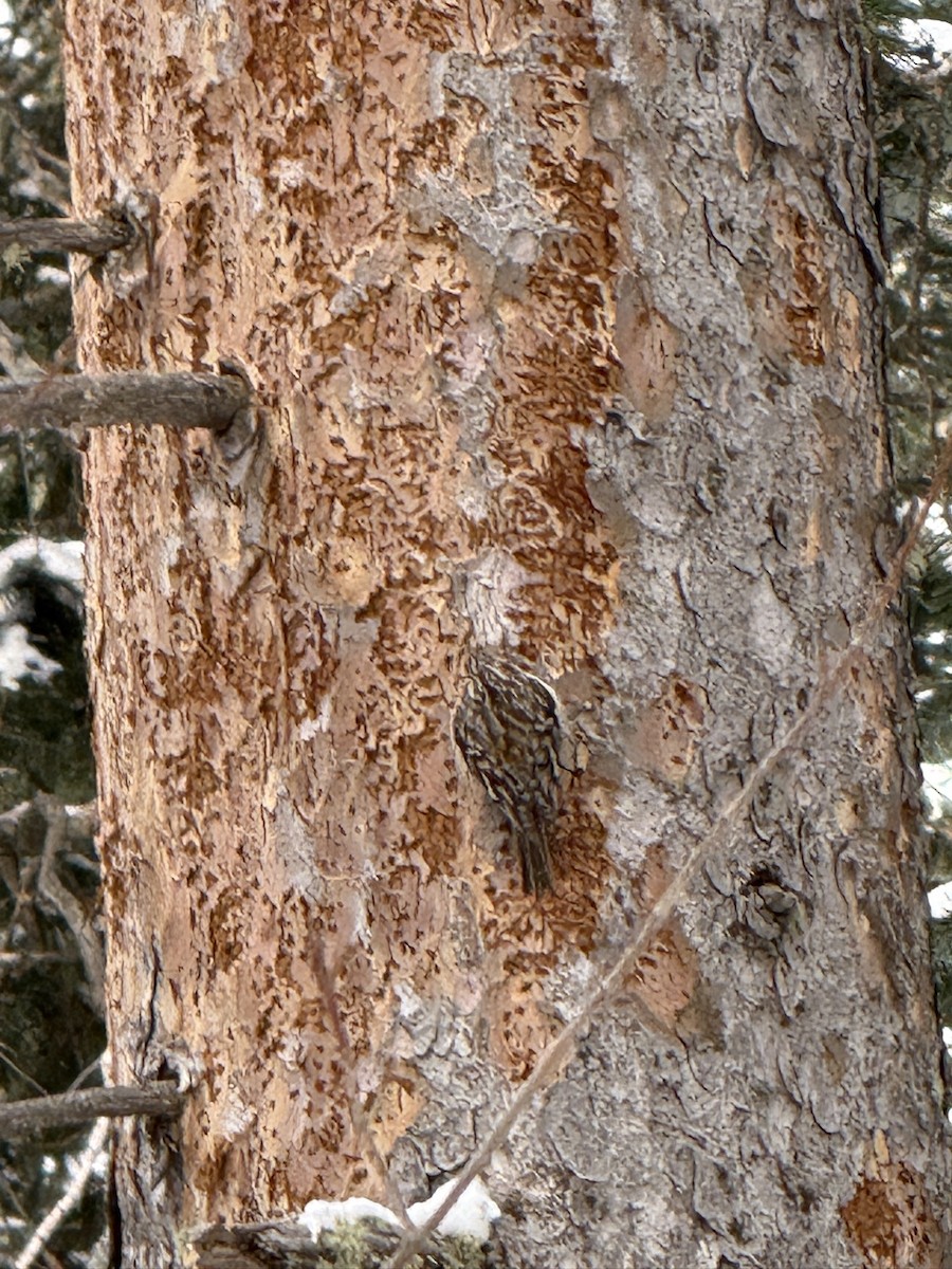 Підкоришник американський - ML646563456