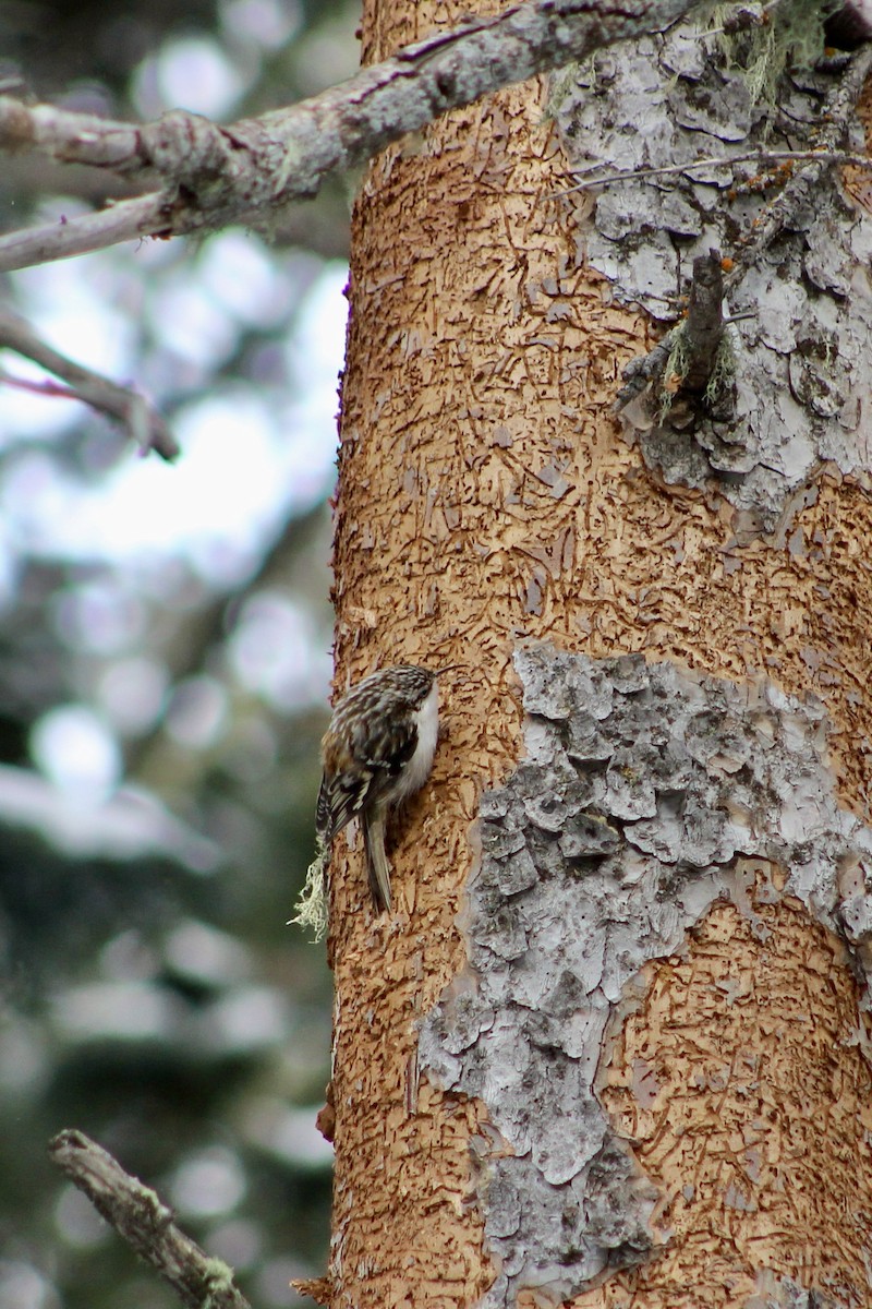 Підкоришник американський - ML646563457