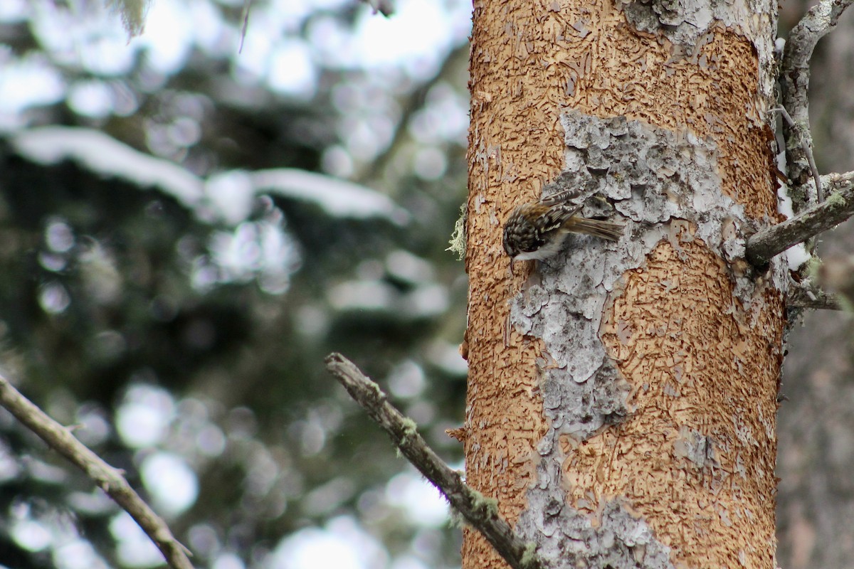 Підкоришник американський - ML646563458