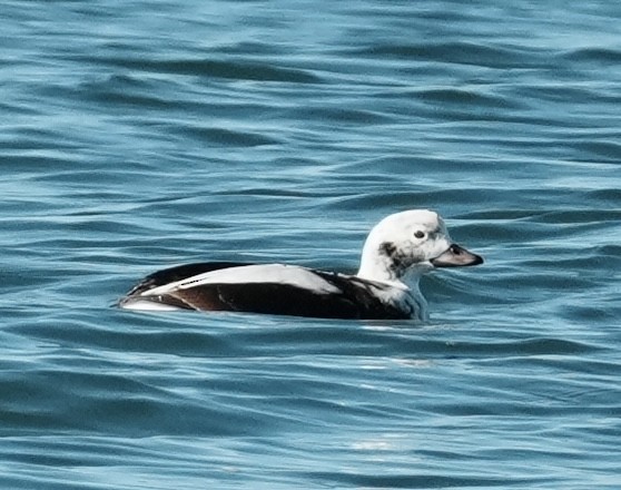 Long-tailed Duck - ML646563459