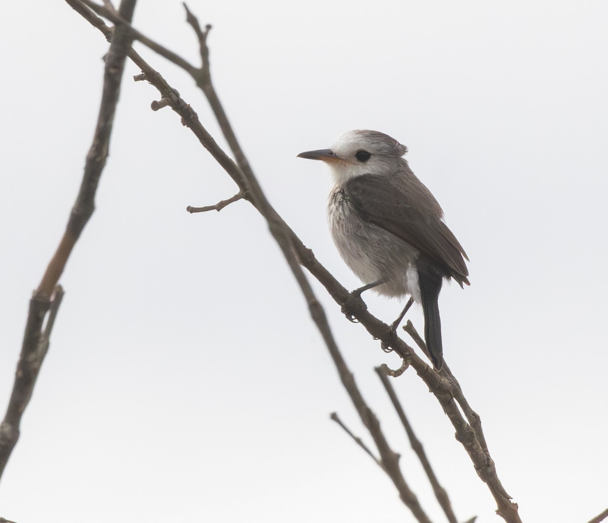 White-headed Marsh Tyrant - ML646563461