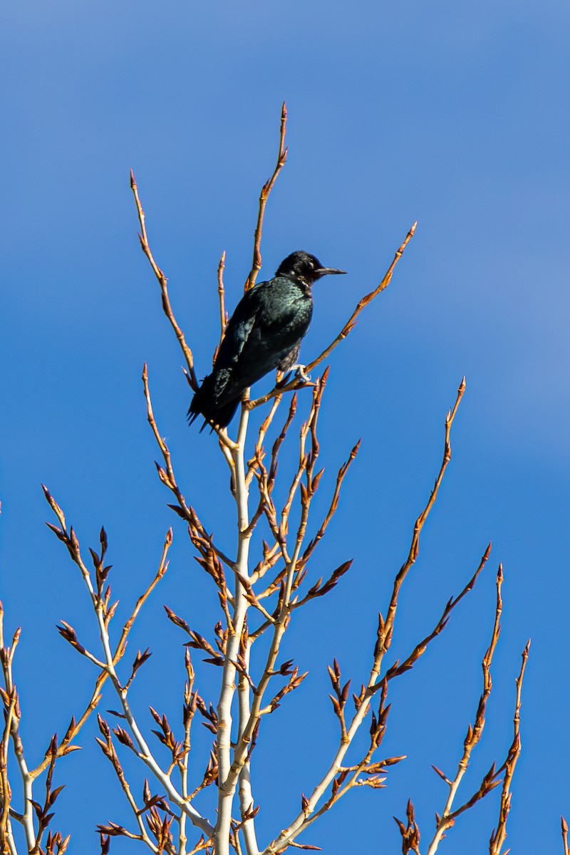 Lewis's Woodpecker - ML646563462