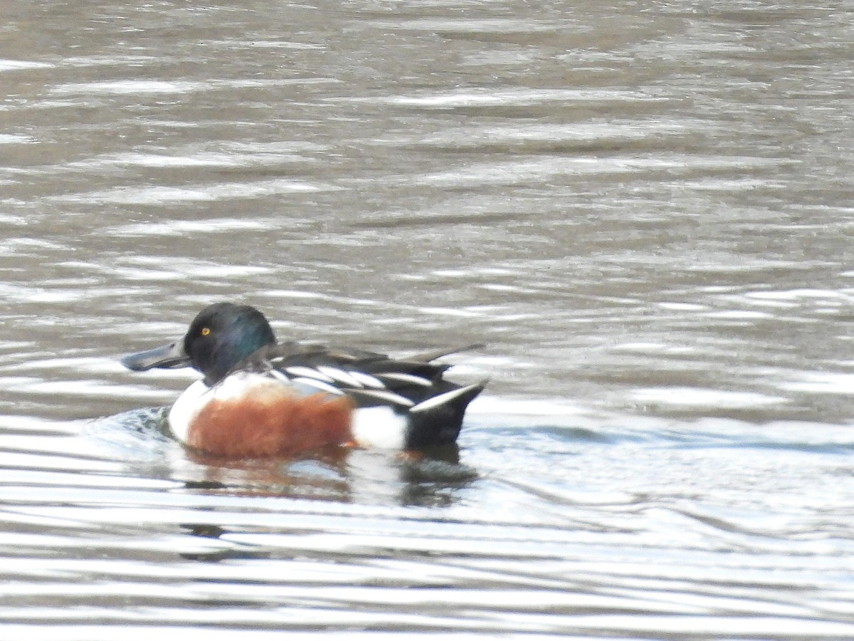 Халбага нугас - ML646563463