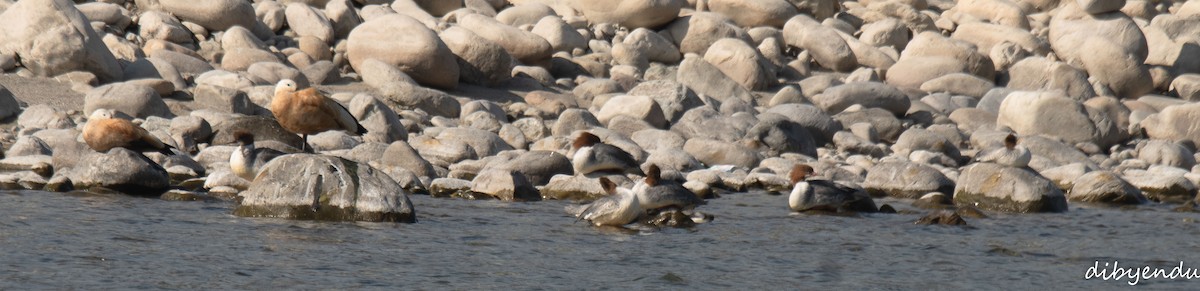 Common Merganser - ML646563465