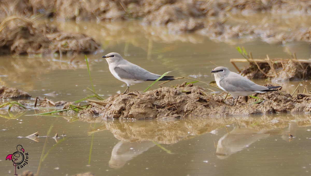 Small Pratincole - ML646563466