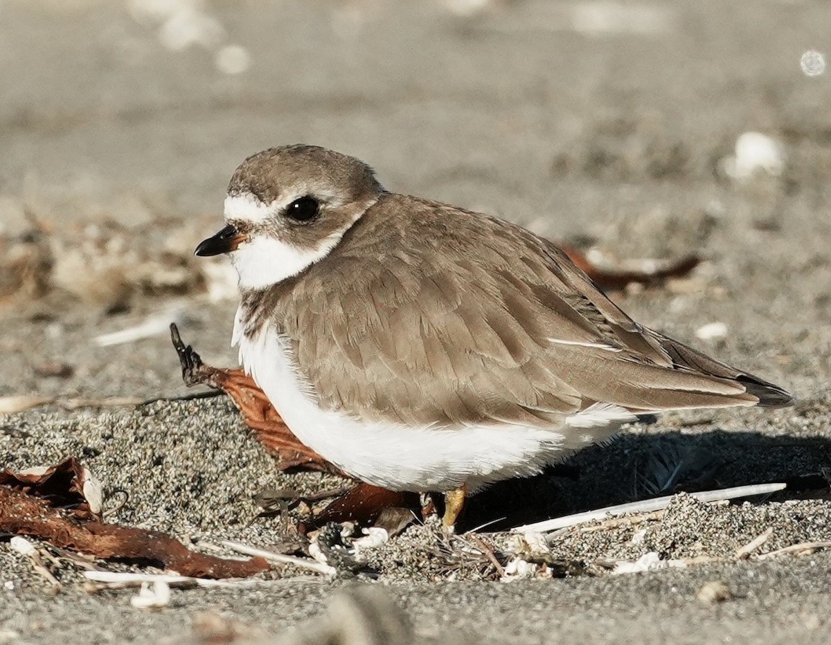 Semipalmated Plover - ML646563467
