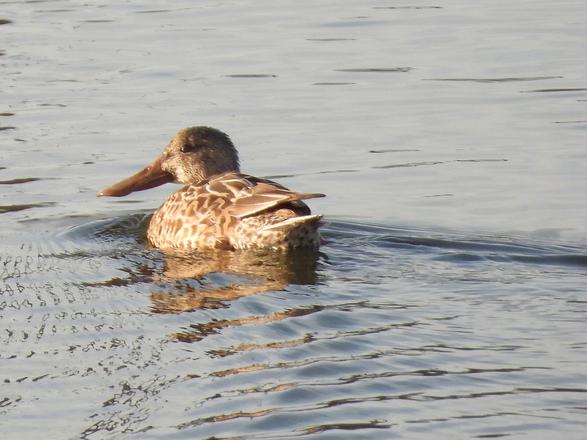 Халбага нугас - ML646563468