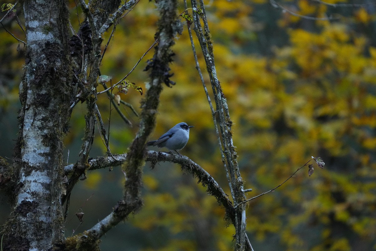 Beautiful Sibia - ML646563469