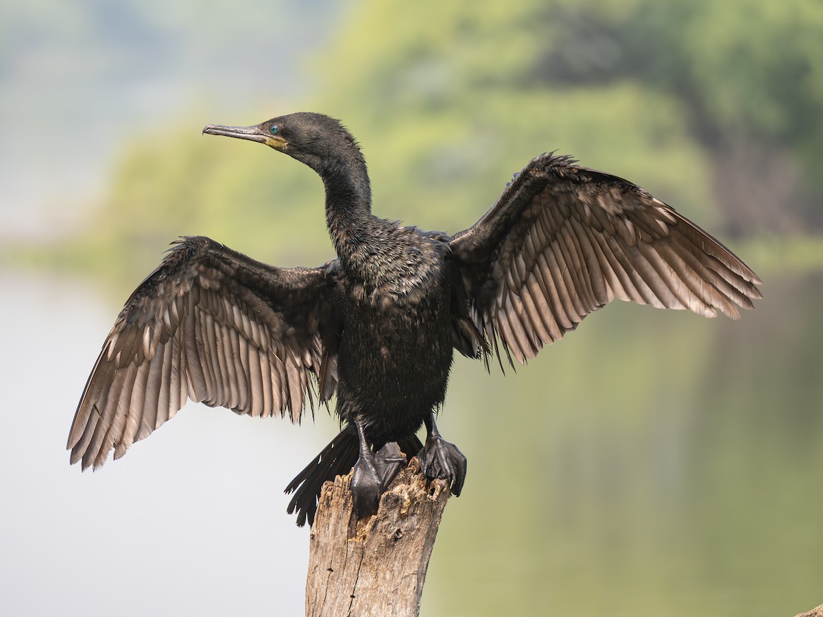 kormorán indomalajský - ML646563471