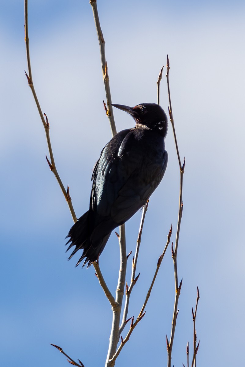 Lewis's Woodpecker - ML646563472