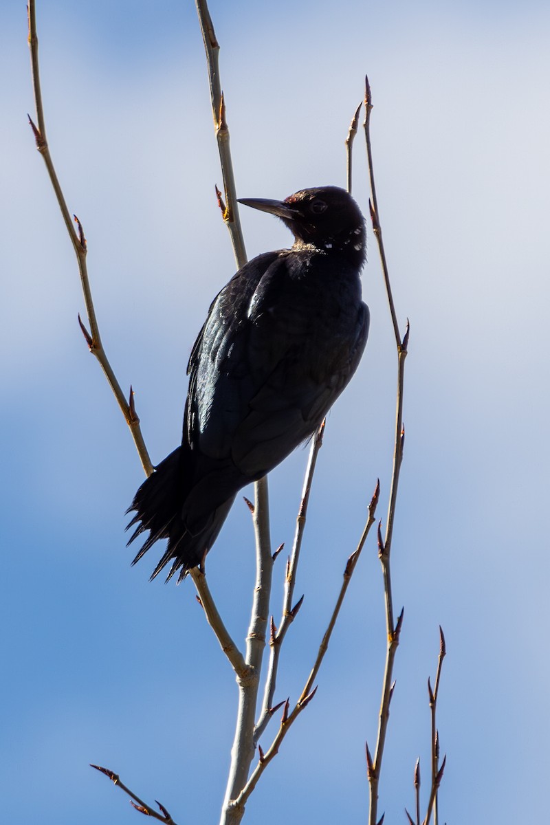 Lewis's Woodpecker - ML646563473