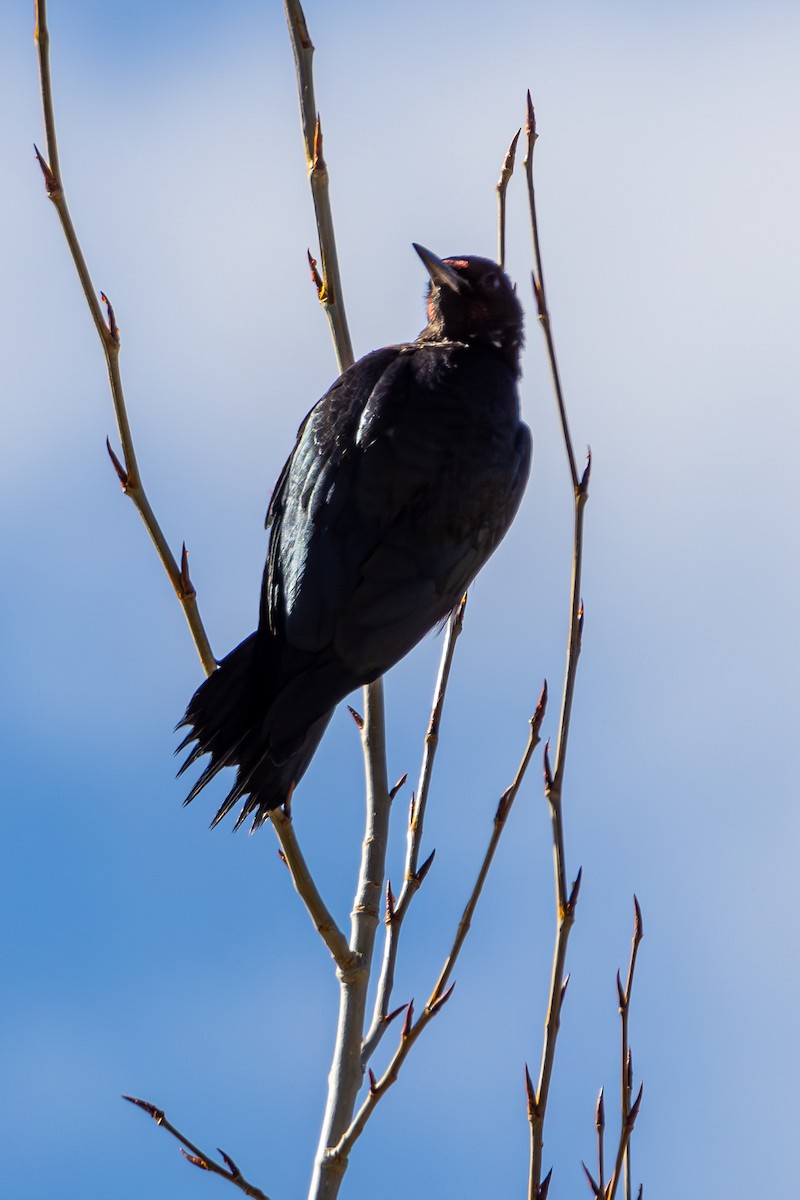 Lewis's Woodpecker - ML646563475