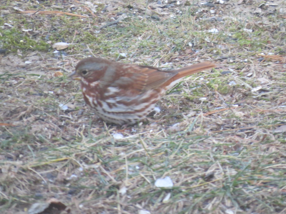 Fox Sparrow (Red) - ML646563476