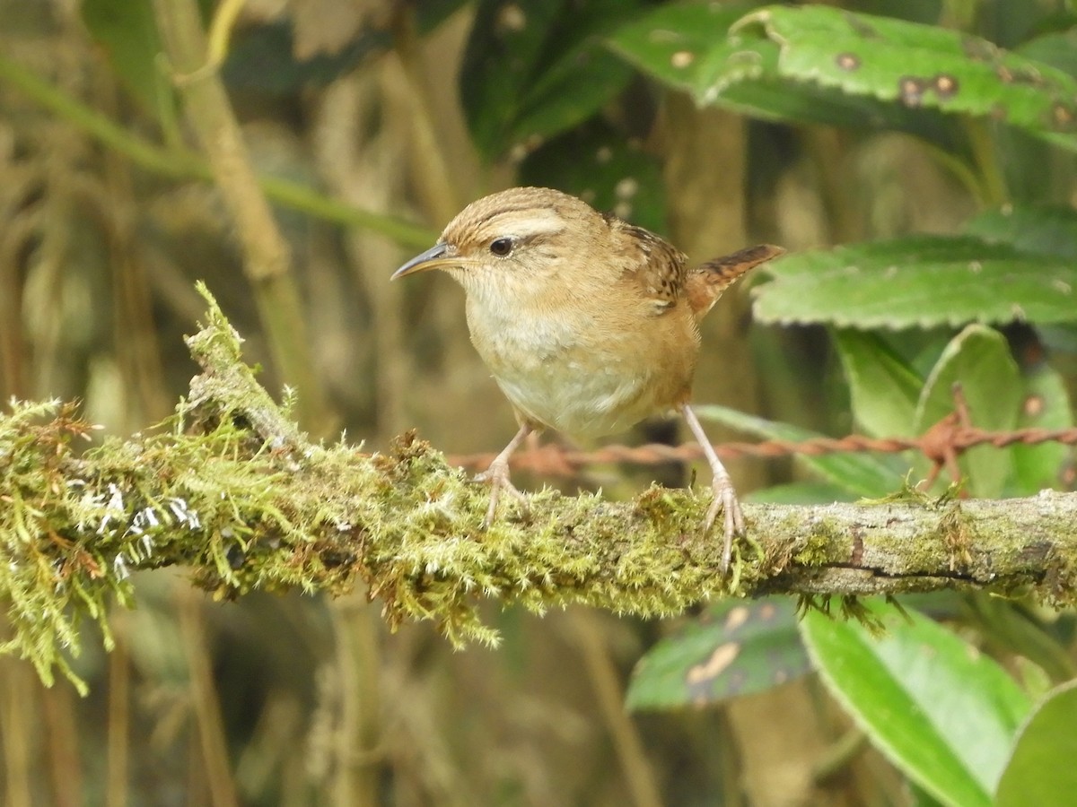 Grass Wren - ML646563478