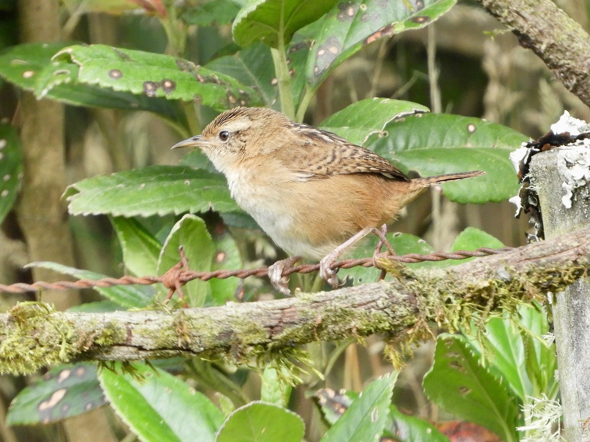 Grass Wren - ML646563479