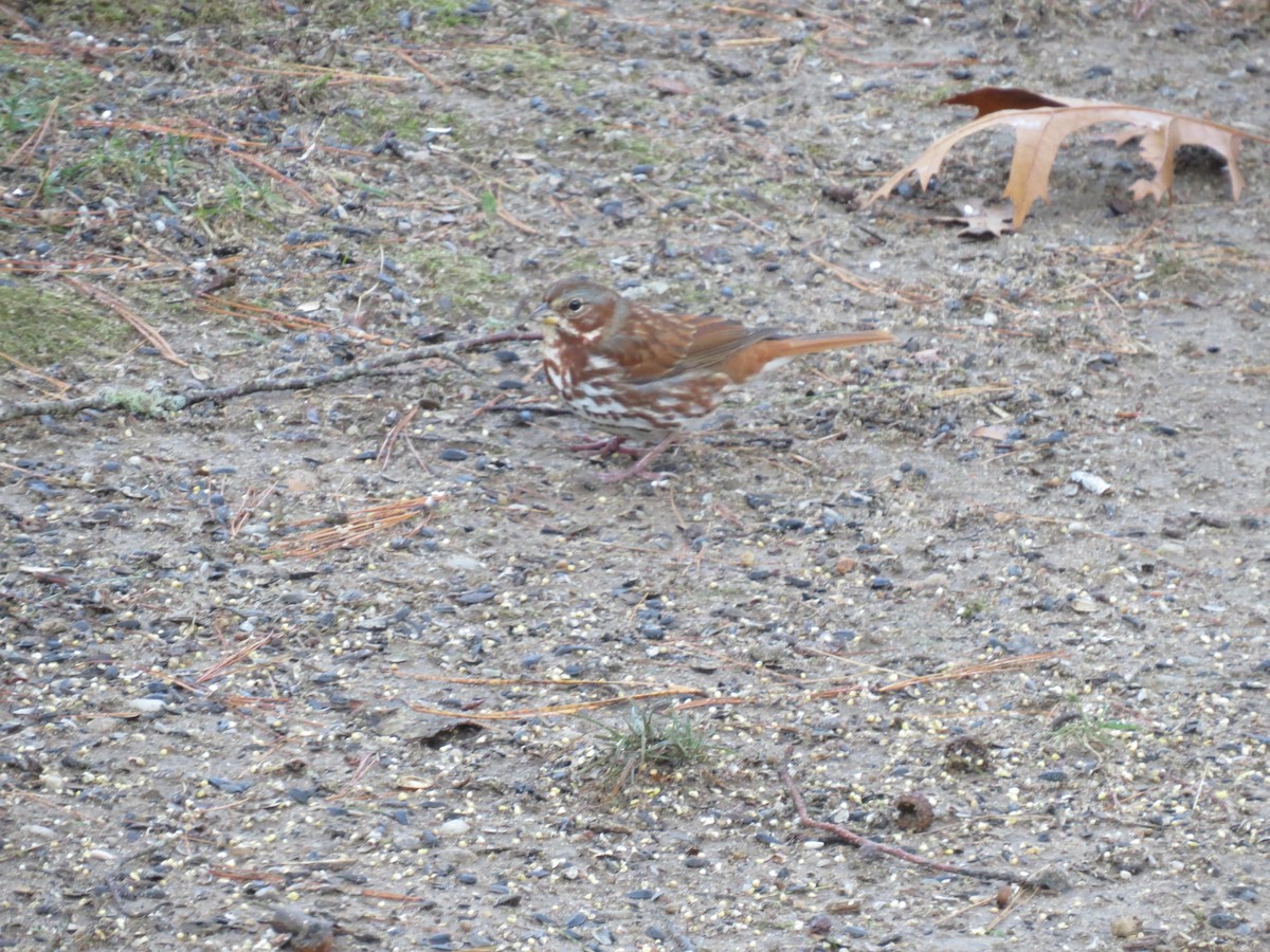 Fox Sparrow (Red) - ML646563480
