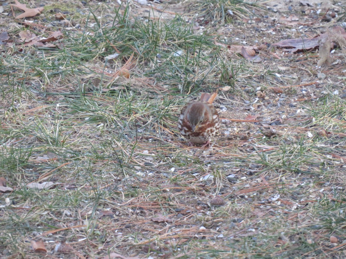 Fox Sparrow (Red) - ML646563481