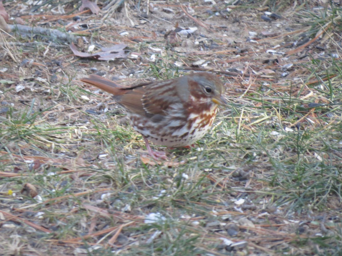 Fox Sparrow (Red) - ML646563482