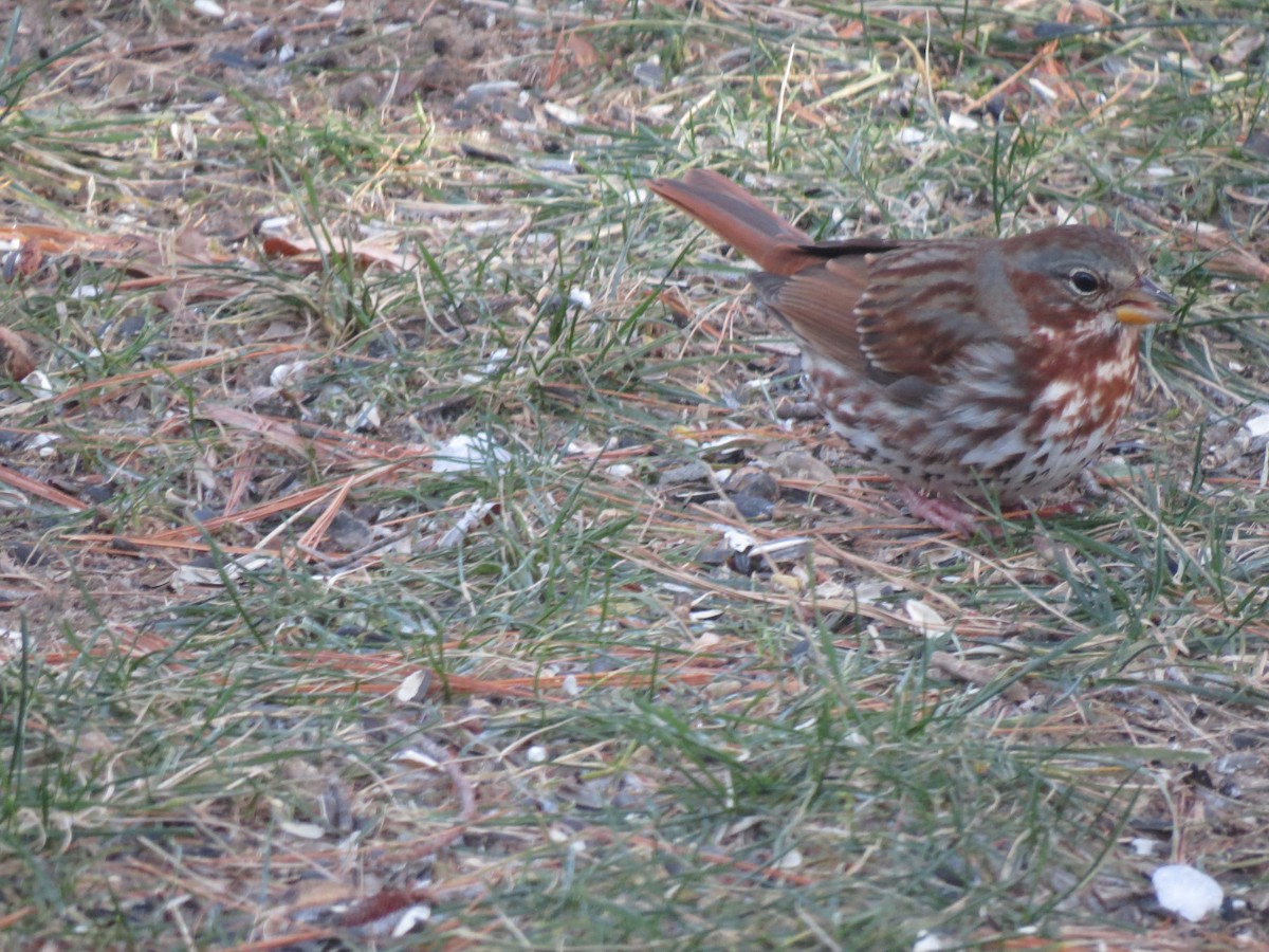 Fox Sparrow (Red) - ML646563483