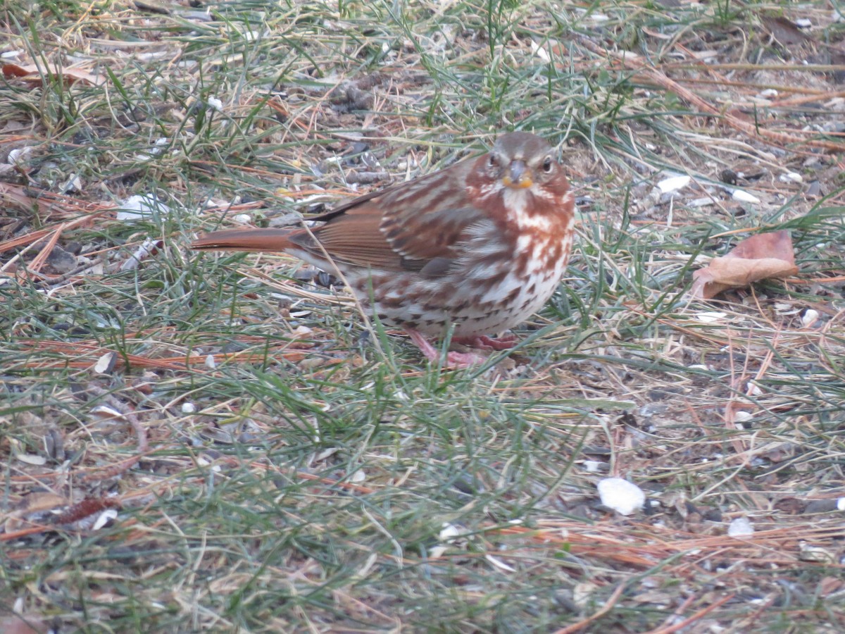 Fox Sparrow (Red) - ML646563484