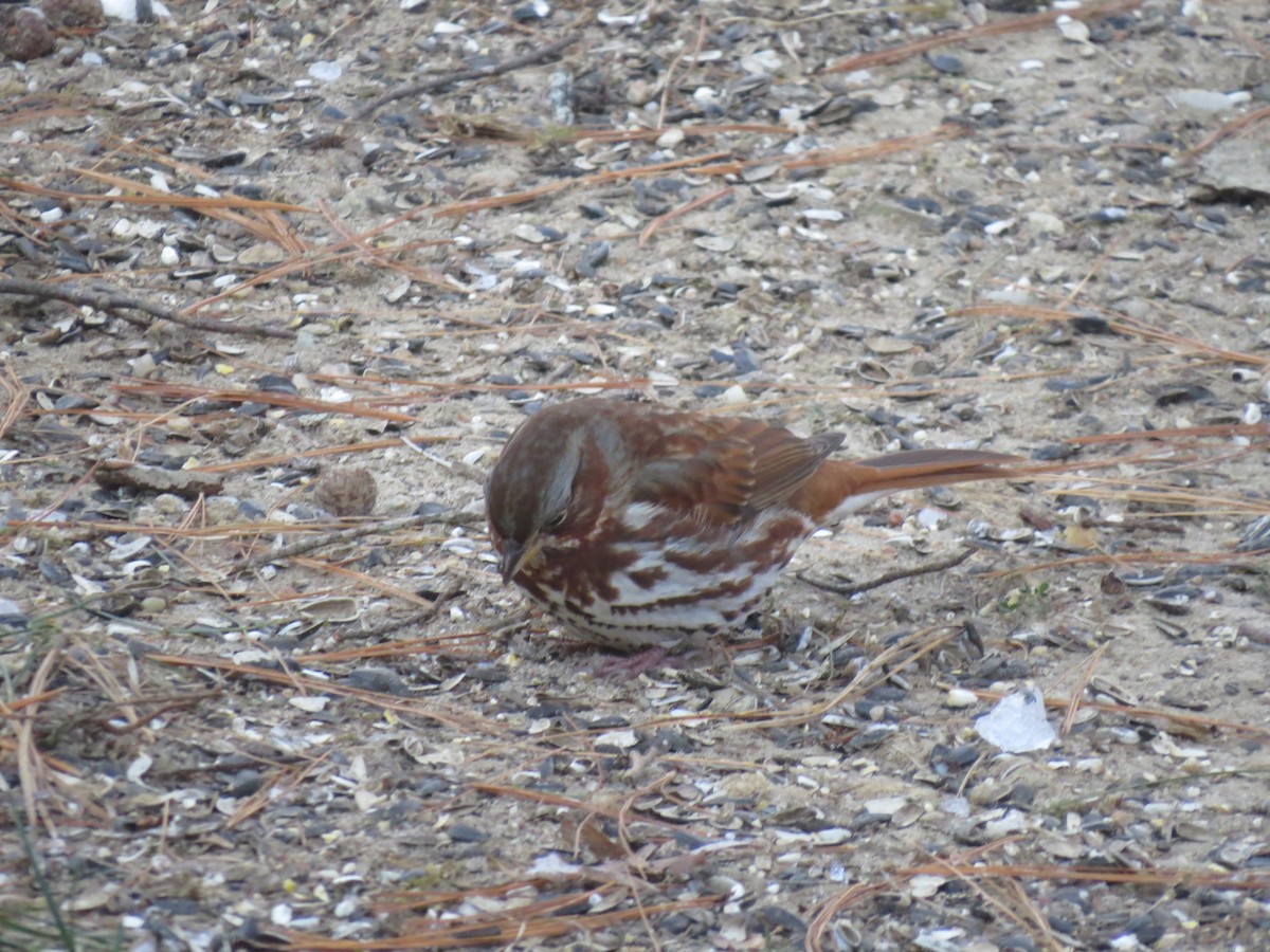 Fox Sparrow (Red) - ML646563485
