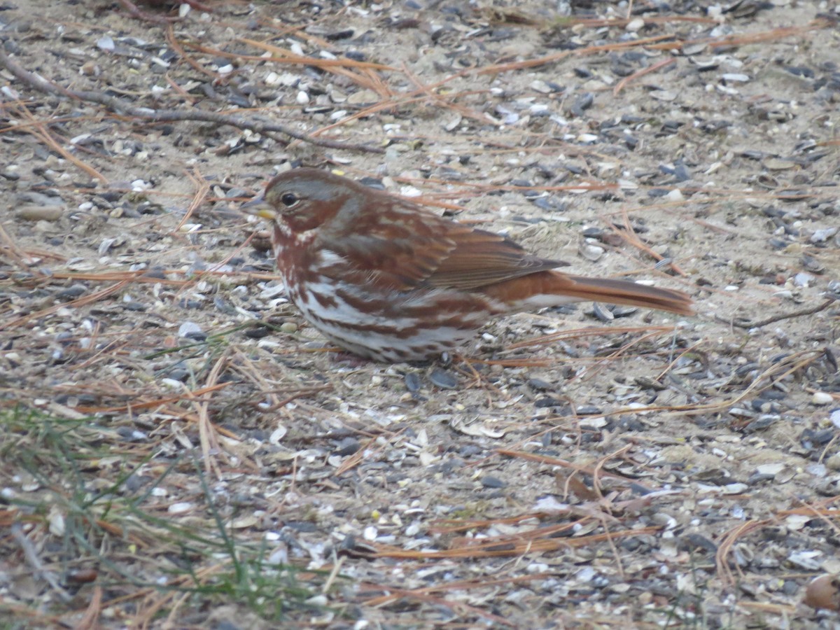 Fox Sparrow (Red) - ML646563488
