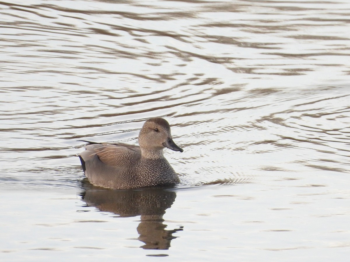 Бор нугас - ML646563490