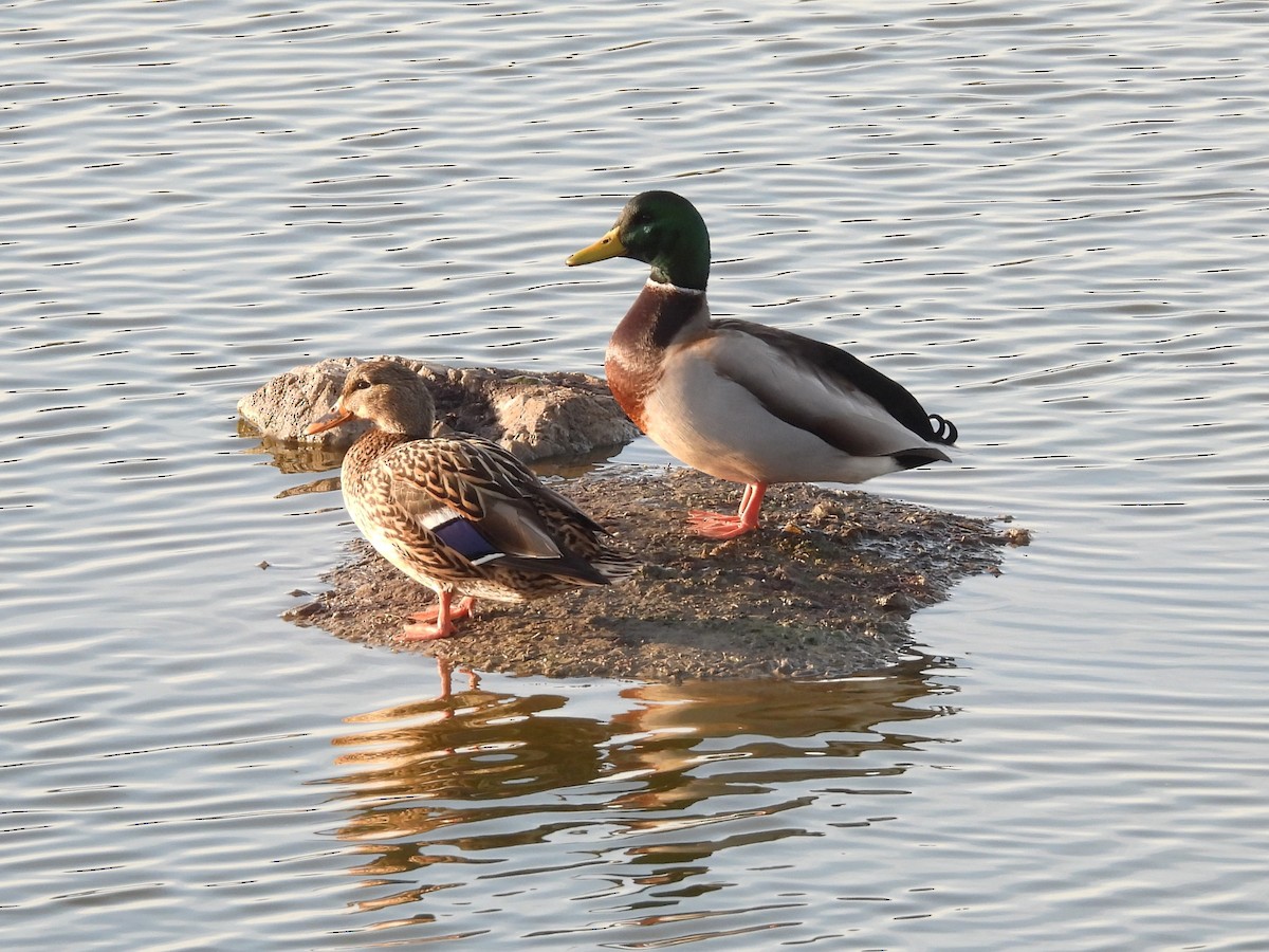 Зэрлэг нугас - ML646563496