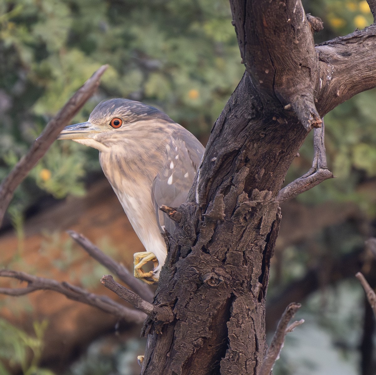 kvakoš noční - ML646563497