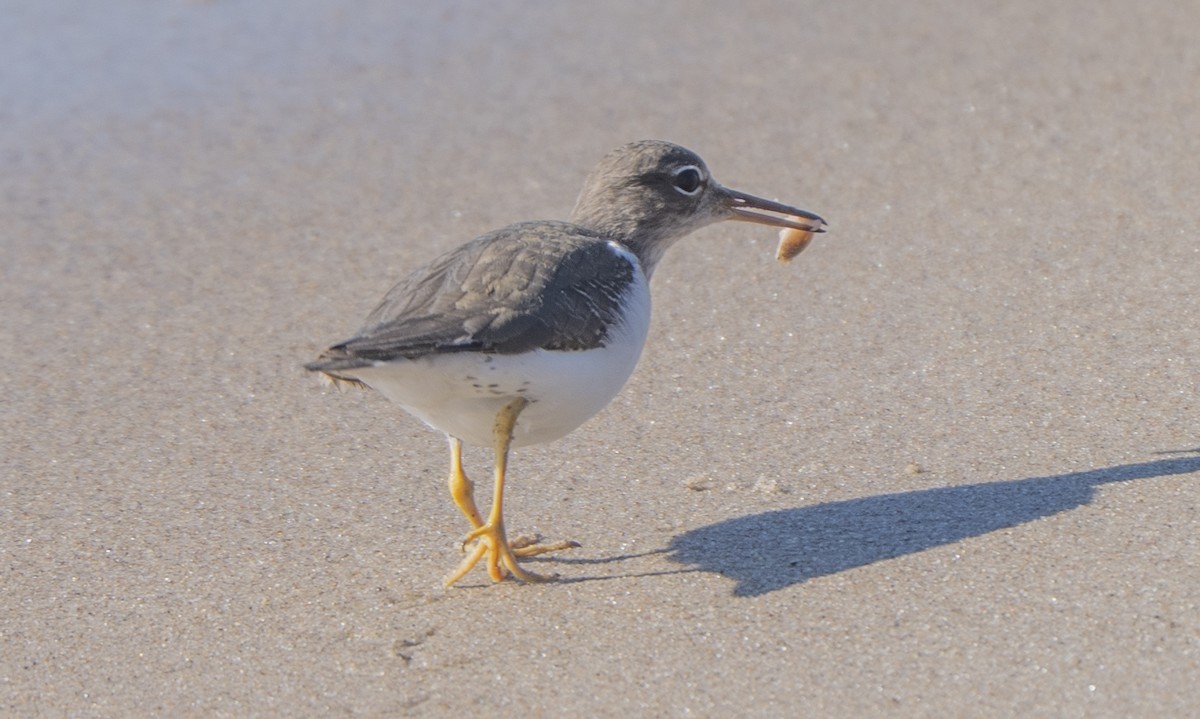 Drosseluferläufer - ML646563500