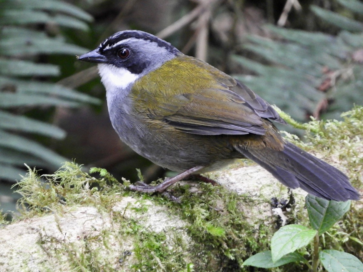 Gray-browed Brushfinch - ML646563502