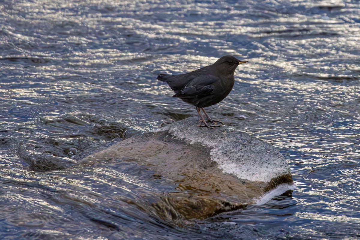 American Dipper - ML646563503