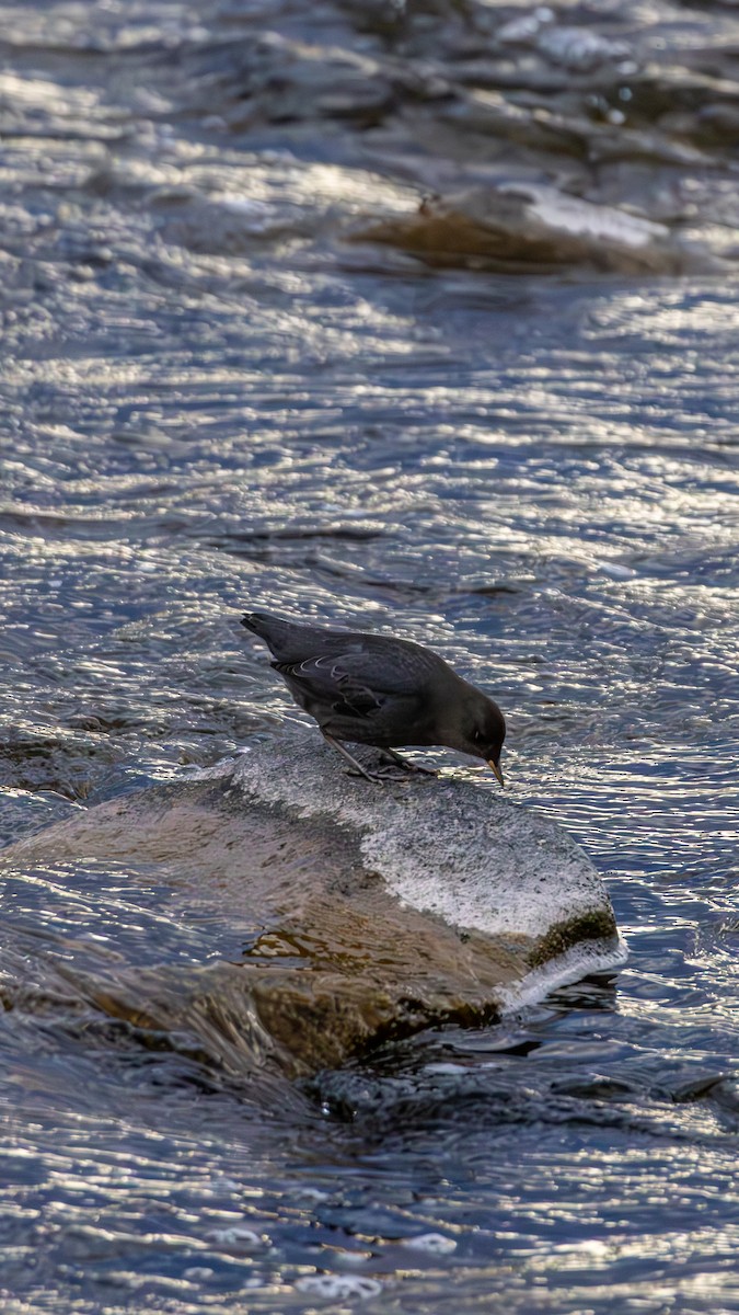 American Dipper - ML646563504