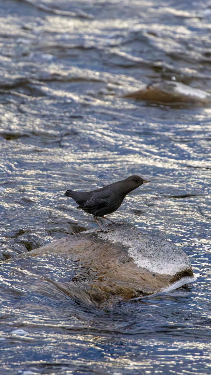 American Dipper - ML646563505