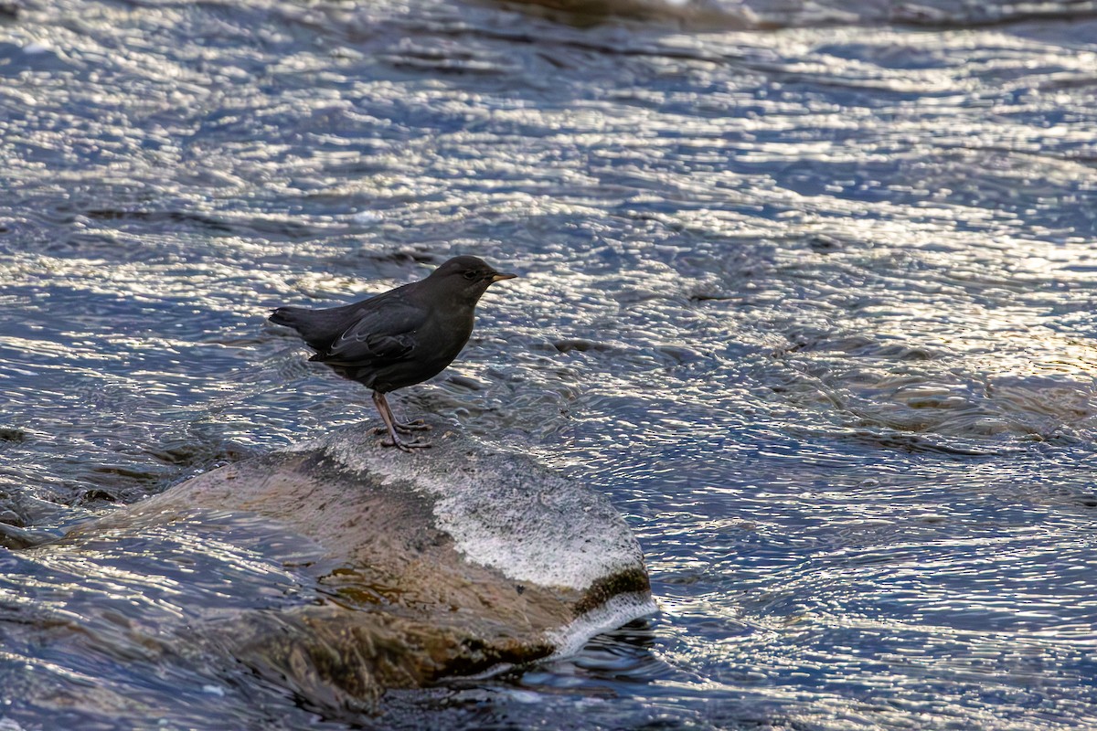 American Dipper - ML646563506