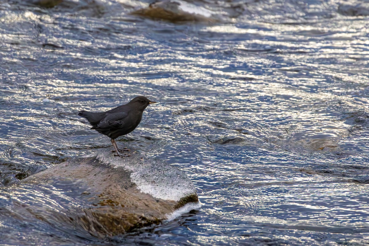 American Dipper - ML646563507
