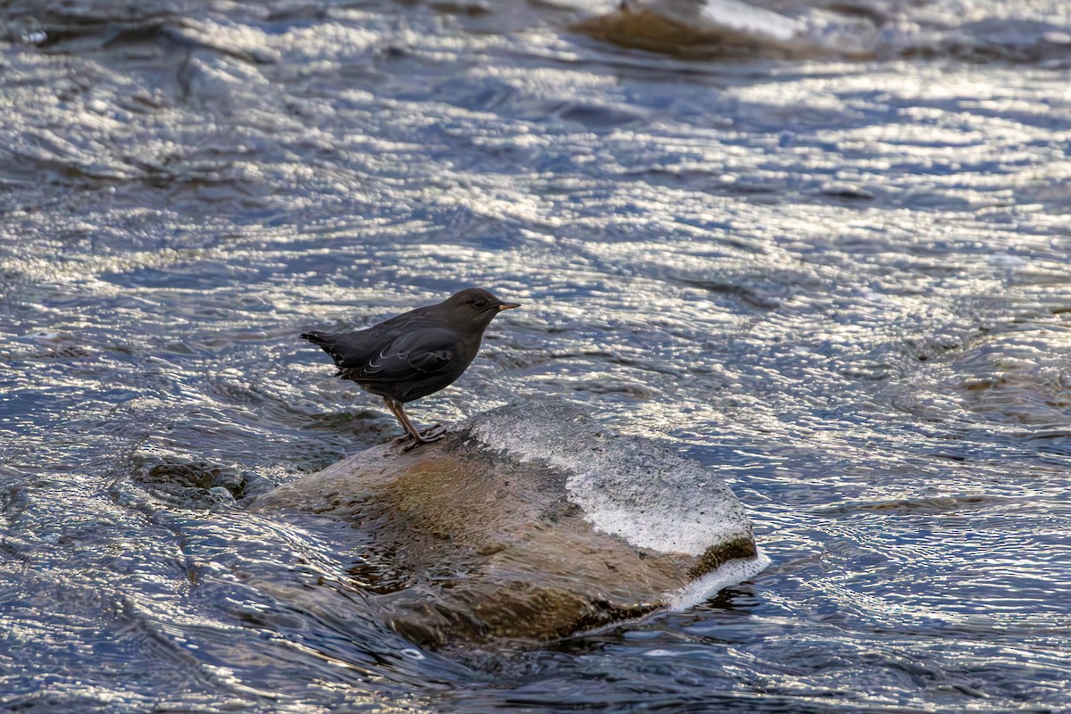 American Dipper - ML646563508