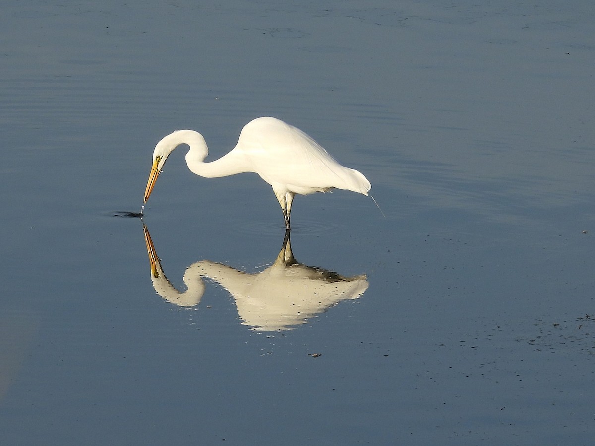 Цасч дэглий - ML646563509