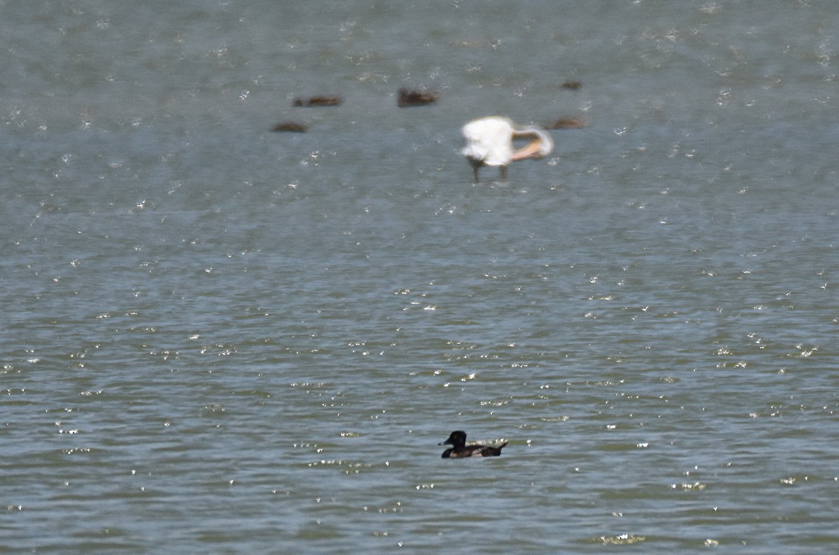 Ring-necked Duck - ML64656351