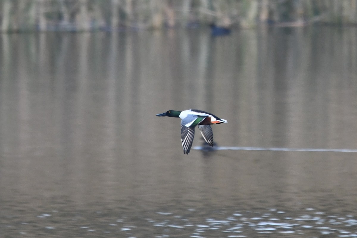Халбага нугас - ML646563510