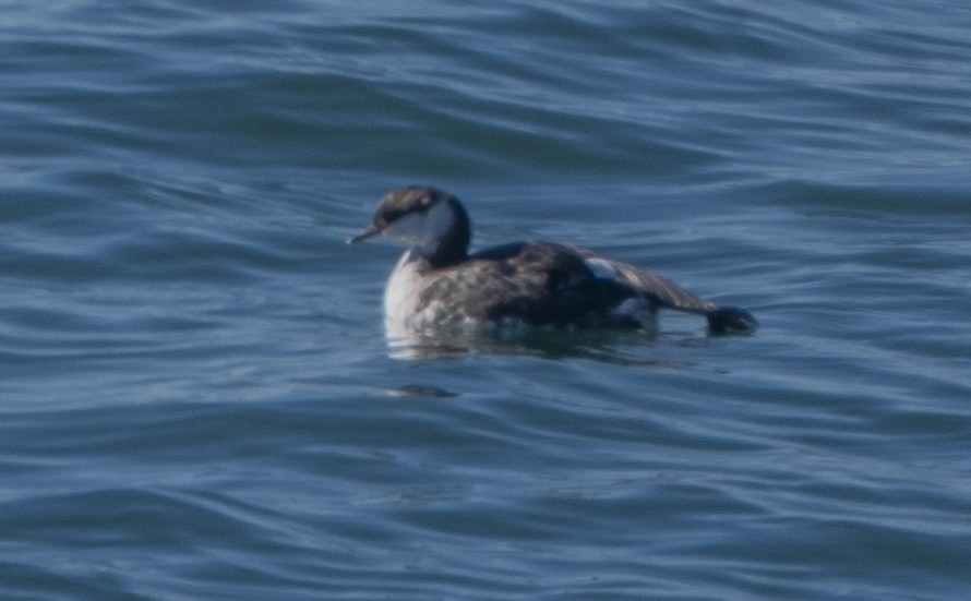 Ohrentaucher - ML646563512