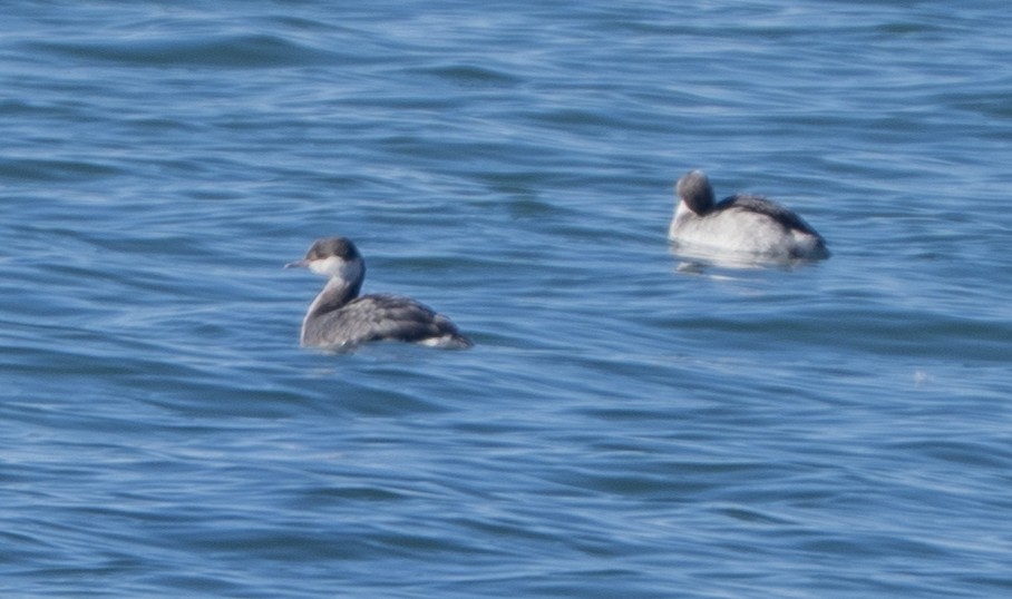 Ohrentaucher - ML646563513