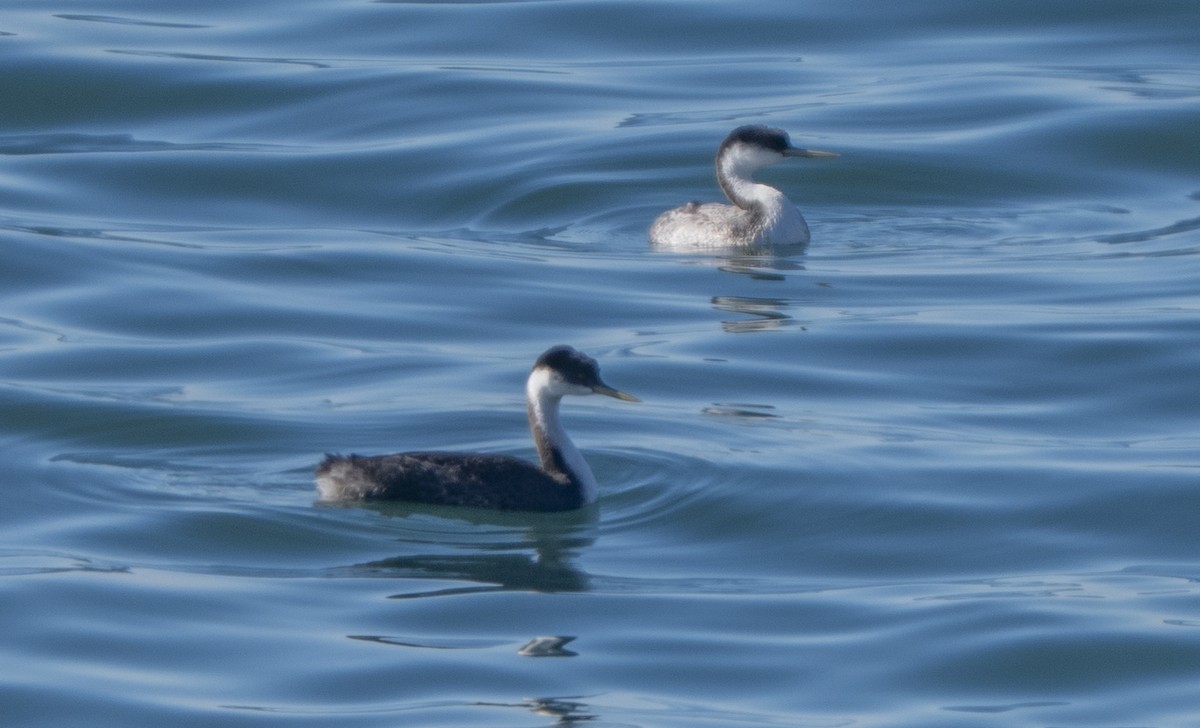 Renntaucher - ML646563514