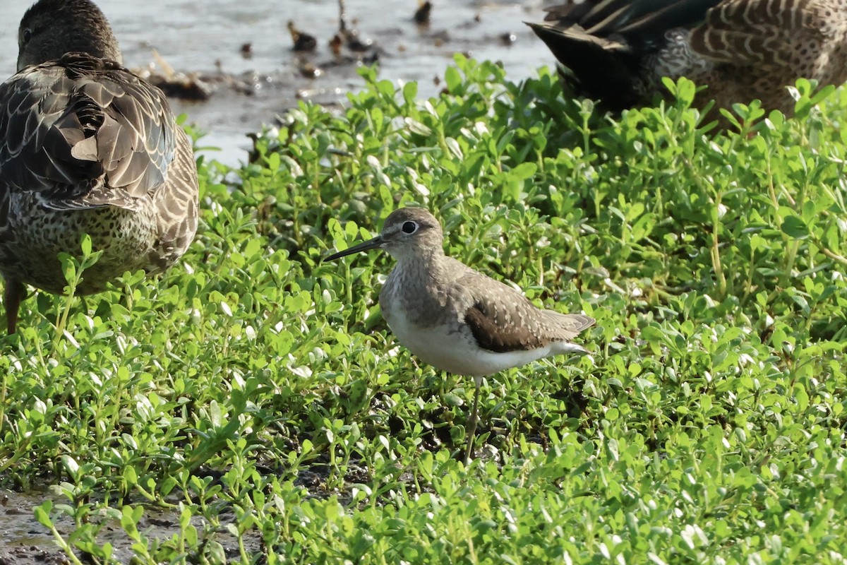 Solitary Sandpiper - ML646563516