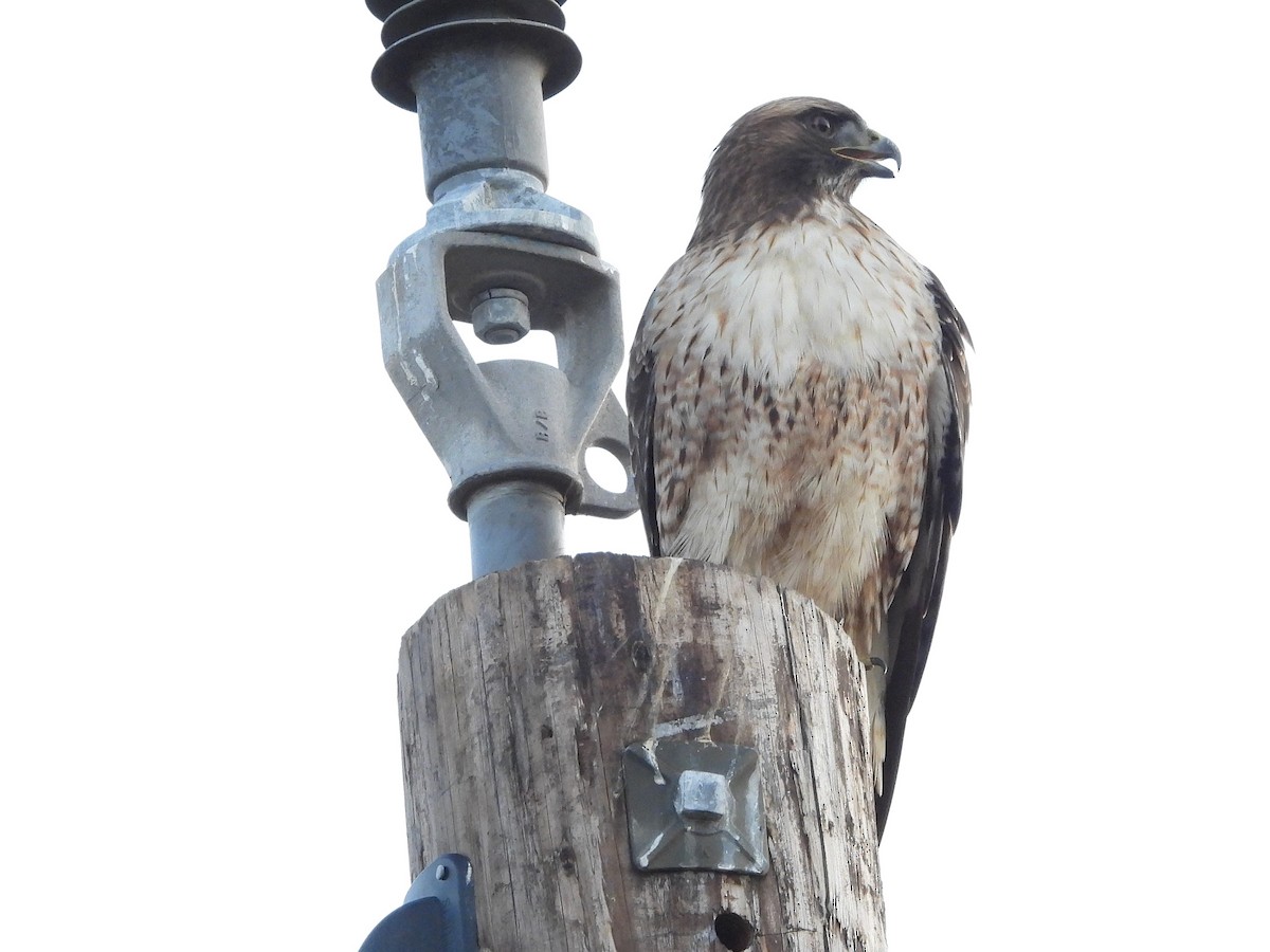 Red-tailed Hawk - ML646563517