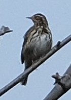 Бөртөт шийхнүүхэй - ML646563519